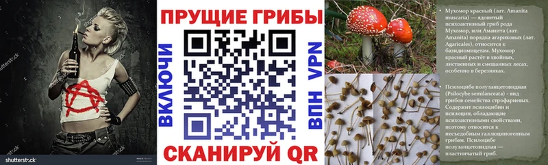 Купить  Дагестанские Огни  Псилоцибиновые грибы MAGIC MUSHROOMS 